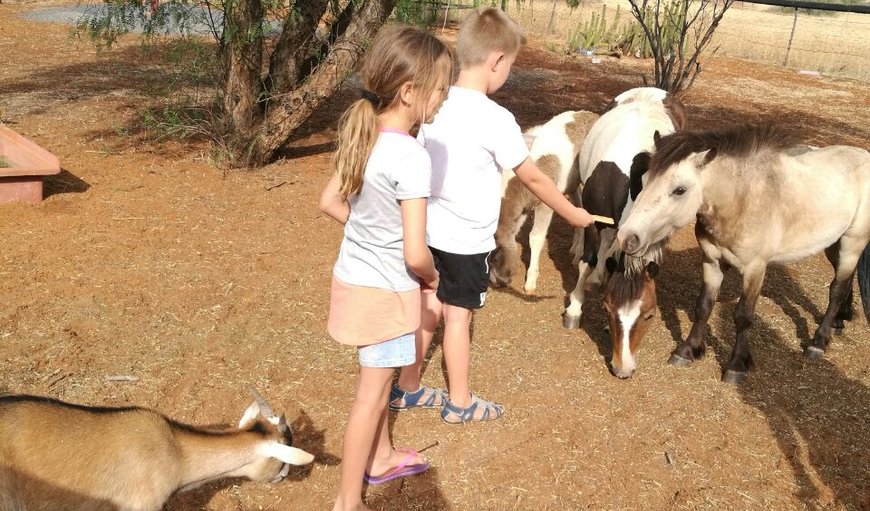 animal feeding