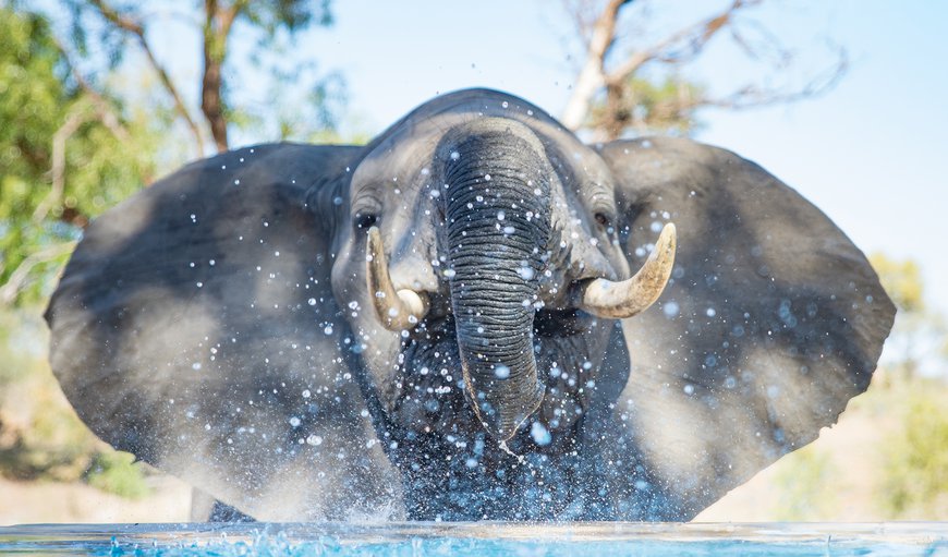 Elephant at the pool in Hoedspruit, Limpopo, South Africa