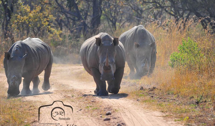 Foreva Wild in Dinokeng Game Reserve — Best Price Guaranteed