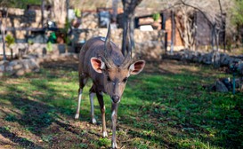 Foxy Crocodile Bush Lodge & Kruger Safaris image