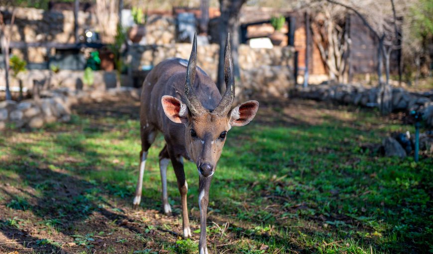 Foxy Crocodile Bush Lodge & Kruger Safaris in Marloth Park, Mpumalanga, South Africa