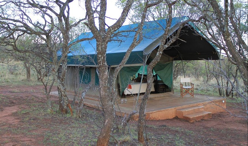 Thwane Camp Nguni: Thwane Camp Nguni 
