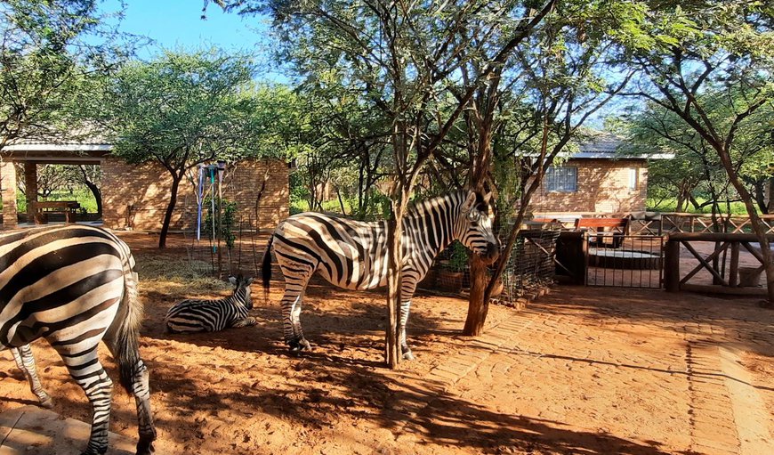 Bosbok Chalets in Marloth Park — Instant Booking