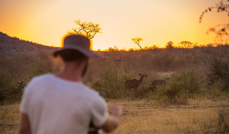 Rock fig Lodge Madikwe in Madikwe Reserve — Best Price Guaranteed