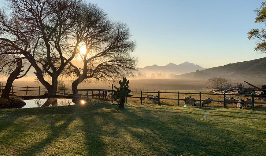 Welcome to Angora Stud Guest Farm, The Stables