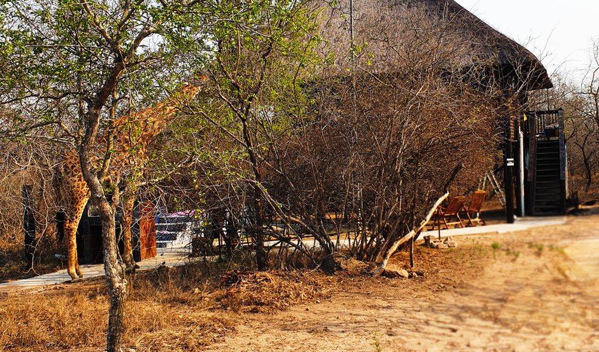 Nature in Marloth Park, Mpumalanga, South Africa