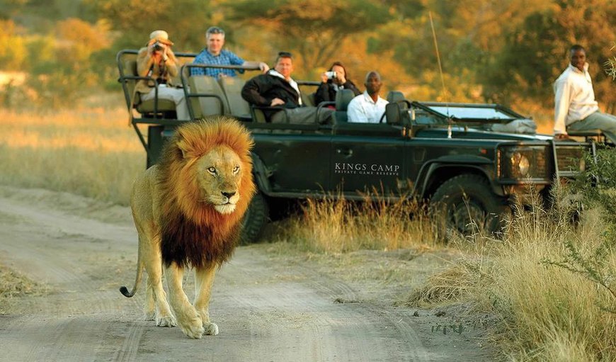 Game Drive in Timbavati Nature Reserve, Mpumalanga, South Africa