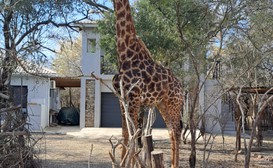 Giraffe Studio image