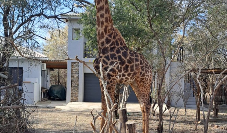 Welcome to Giraffe Studio in Marloth Park, Mpumalanga, South Africa