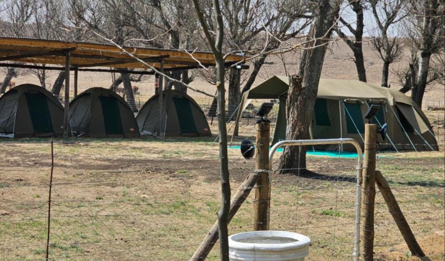 Family Tent: View (from property/room)