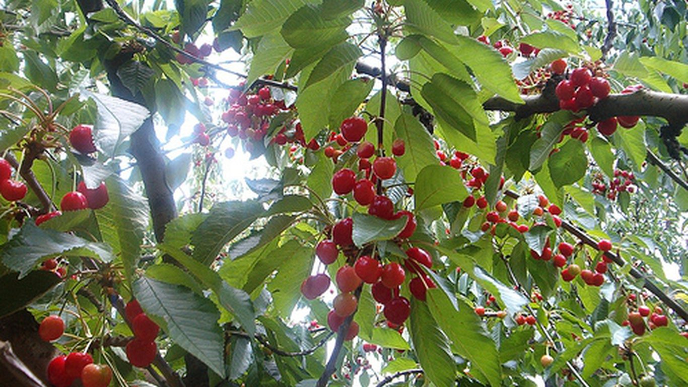 Klondyke Cherry Farm In Ceres